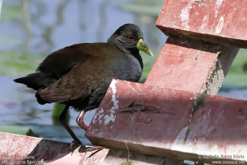 Black Crakeimmature, identification