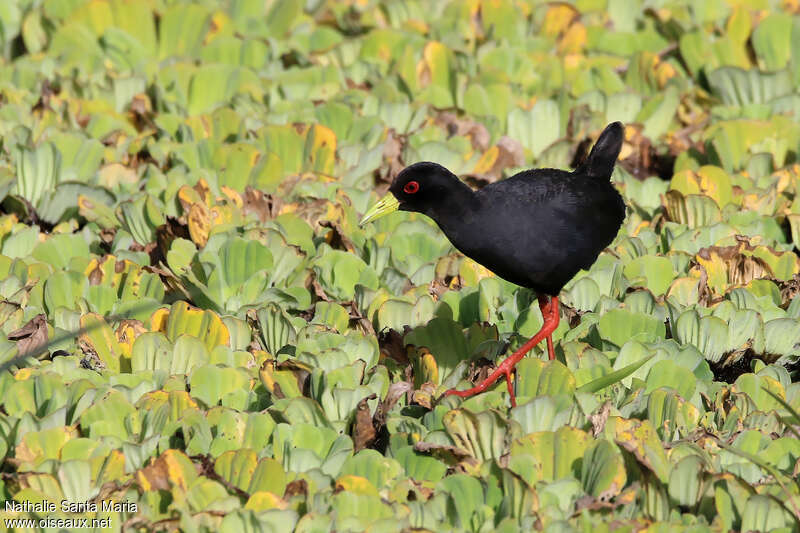 Râle à bec jauneadulte, identification