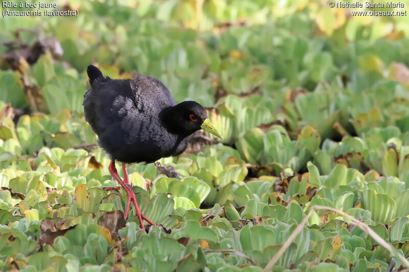 Black Crakeadult, identification, habitat, walking