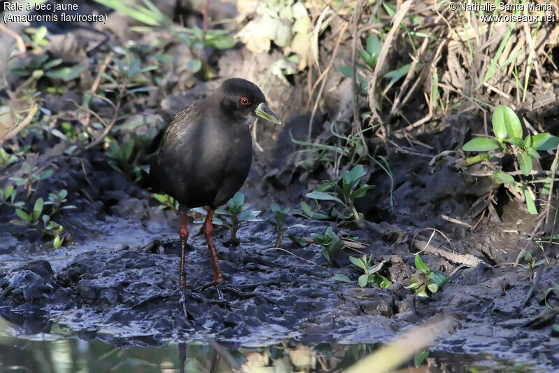 Râle à bec jauneimmature, identification, habitat