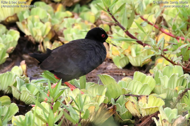 Black Crakeadult, identification, habitat, walking