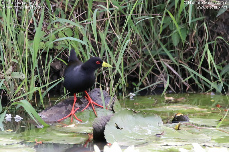 Râle à bec jauneadulte, identification, habitat, Comportement