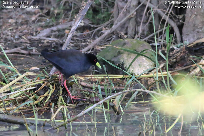 Râle à bec jauneadulte, habitat, marche