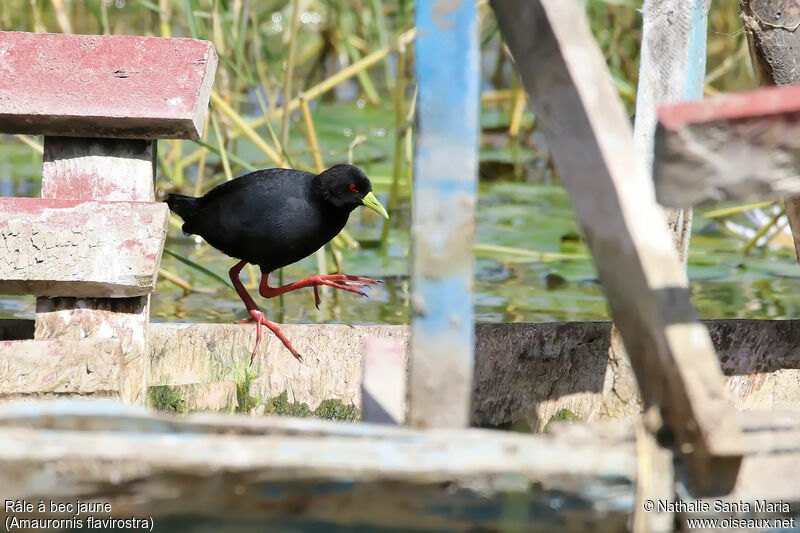 Black Crakeadult, identification, walking