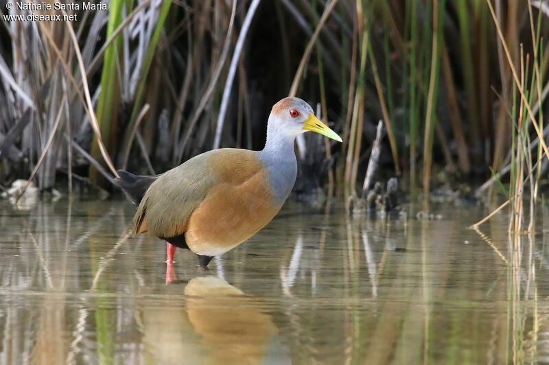 Russet-naped Wood Railadult, identification