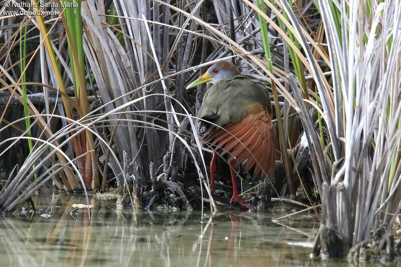 Russet-naped Wood Railadult, identification, care