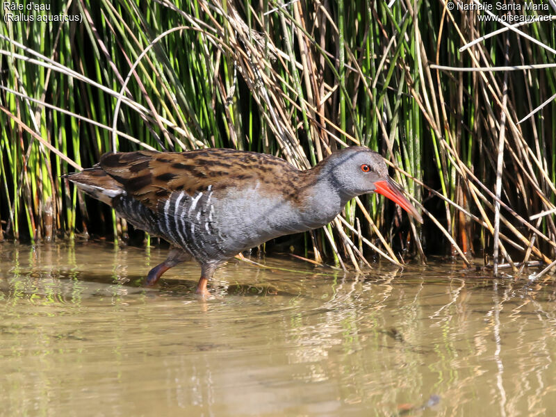 Water Railadult, identification, habitat, walking, Behaviour