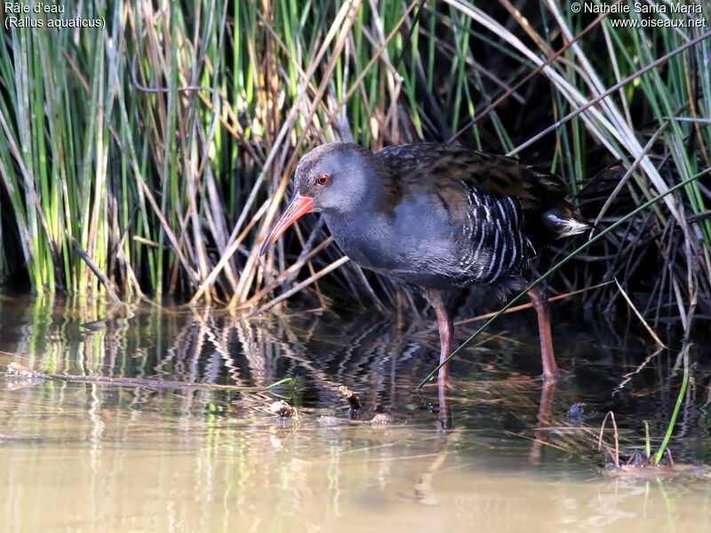 Water Railadult, identification, habitat, walking, Behaviour