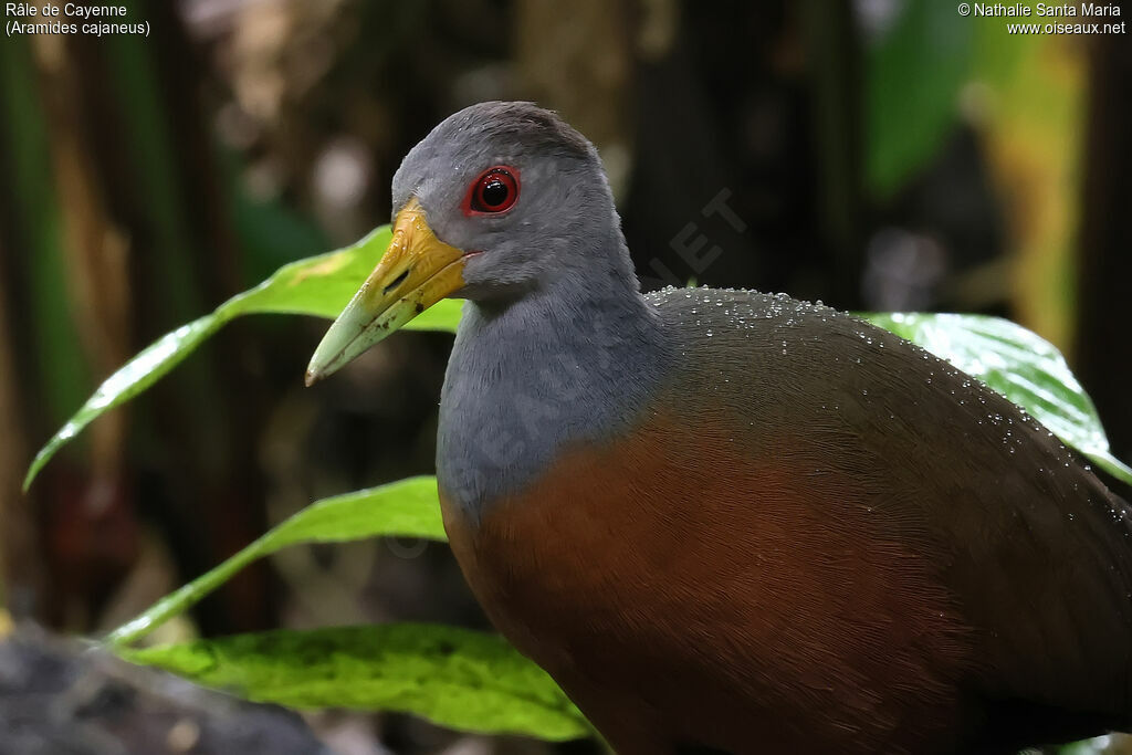 Grey-cowled Wood Rail