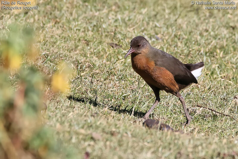 Rouget's Railadult, identification, habitat, walking