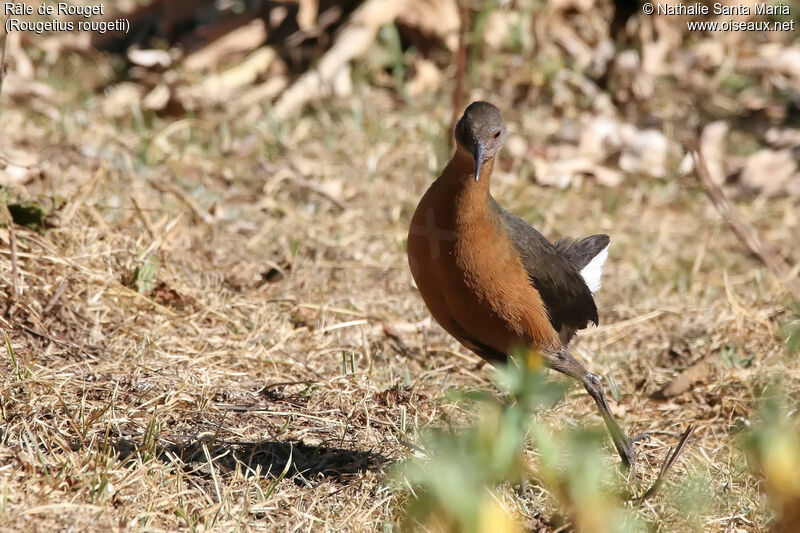 Rouget's Railadult, identification, habitat, walking