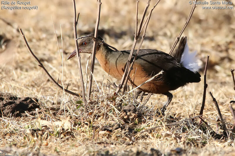 Rouget's Railadult, identification, habitat