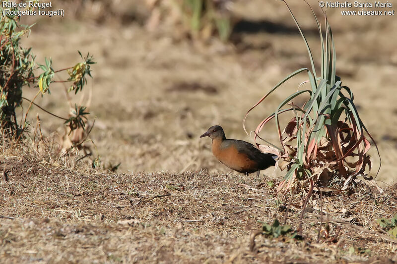 Râle de Rougetadulte, identification, habitat