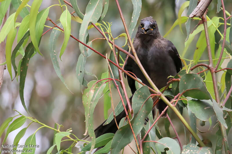 Grey Currawongjuvenile, habitat