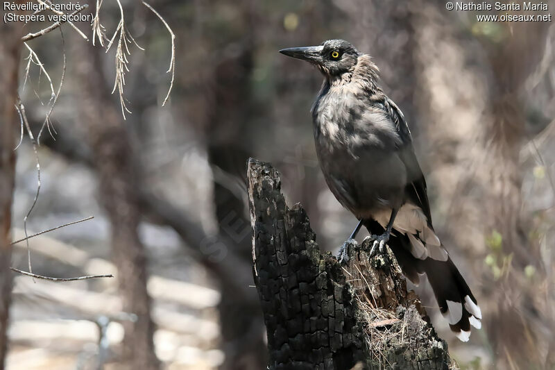 Grey Currawongadult, identification, moulting