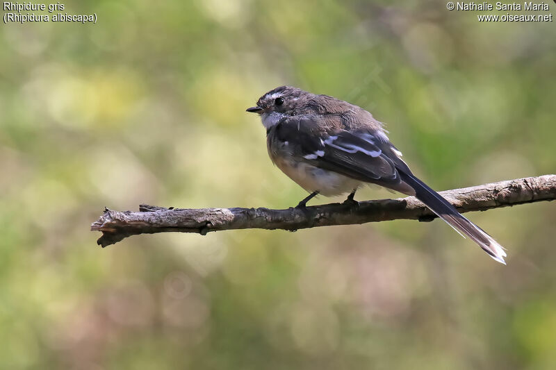 Grey Fantailadult, identification