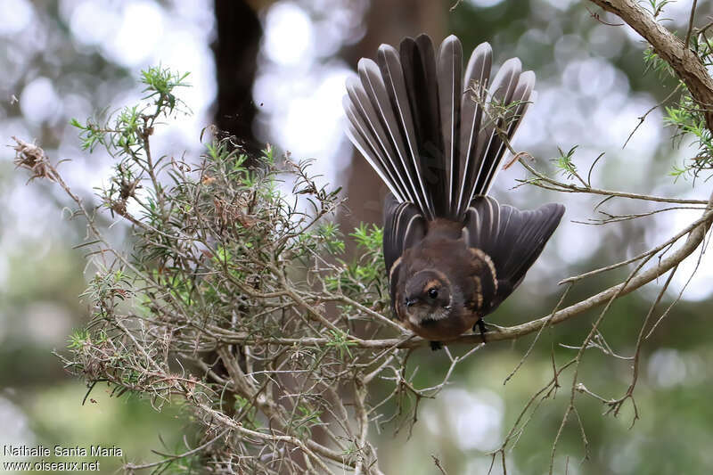 Grey Fantailimmature, Behaviour