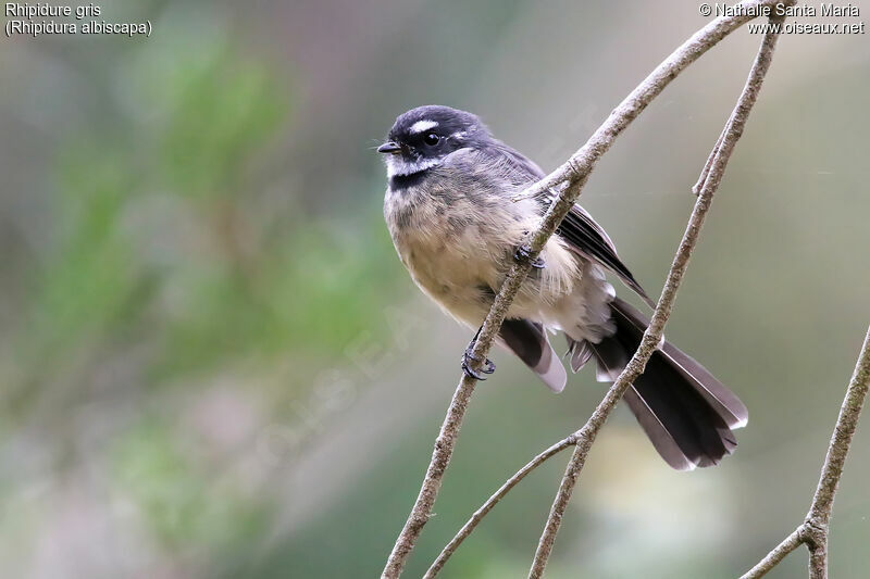 Grey Fantailadult, identification