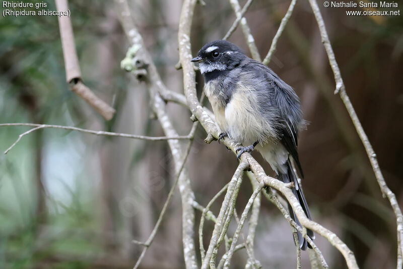 Rhipidure grisadulte, identification