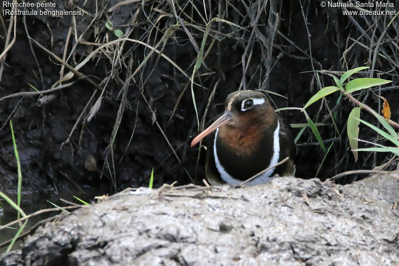 Greater Painted-snipe female adult, identification, habitat, Behaviour