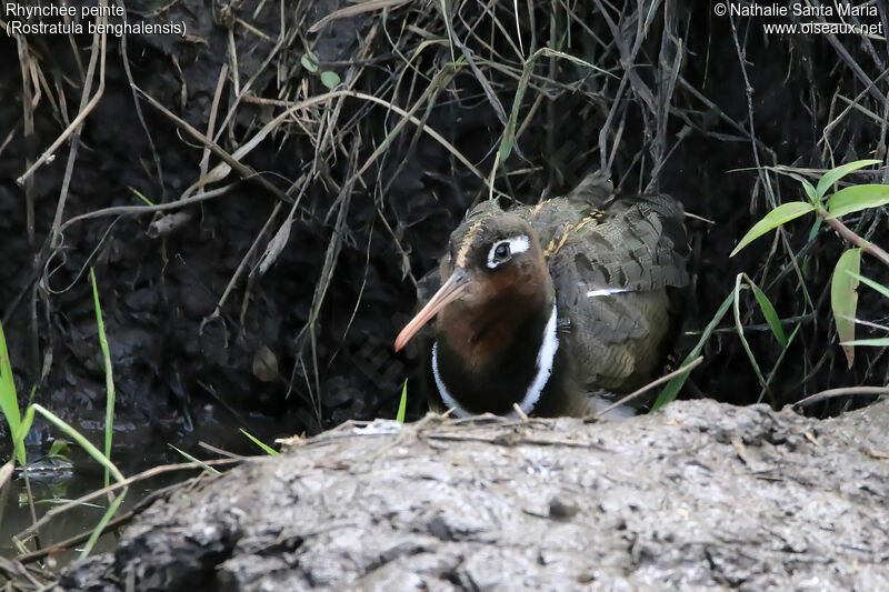 Greater Painted-snipe female adult, identification, habitat