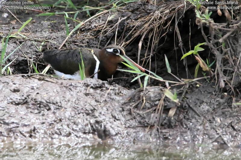 Rhynchée peinte femelle adulte, identification, habitat, camouflage