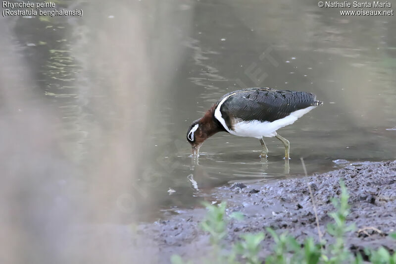 Rhynchée peinte femelle adulte, identification, habitat, pêche/chasse