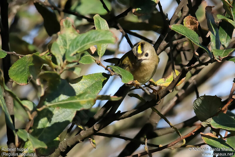 Roitelet huppéadulte, identification