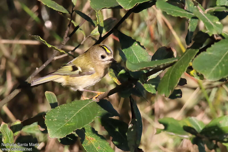 Goldcrest female adult, identification