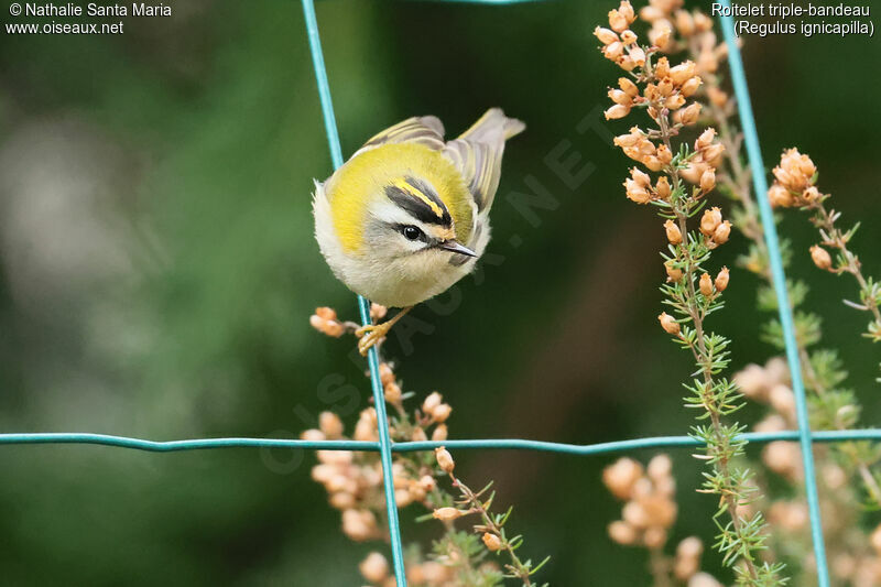 Common Firecrest female adult, identification