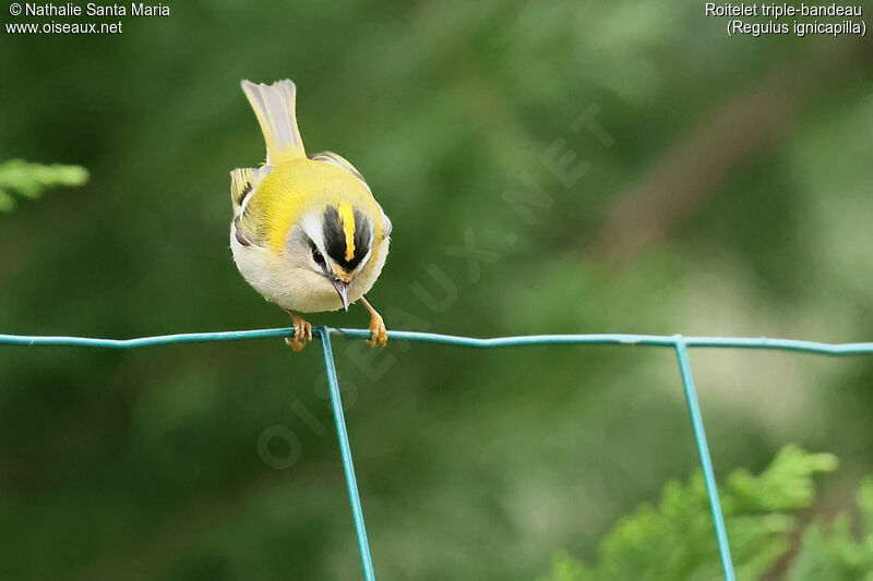 Common Firecrest female adult, identification