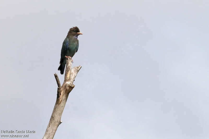 Oriental Dollarbirdimmature, identification