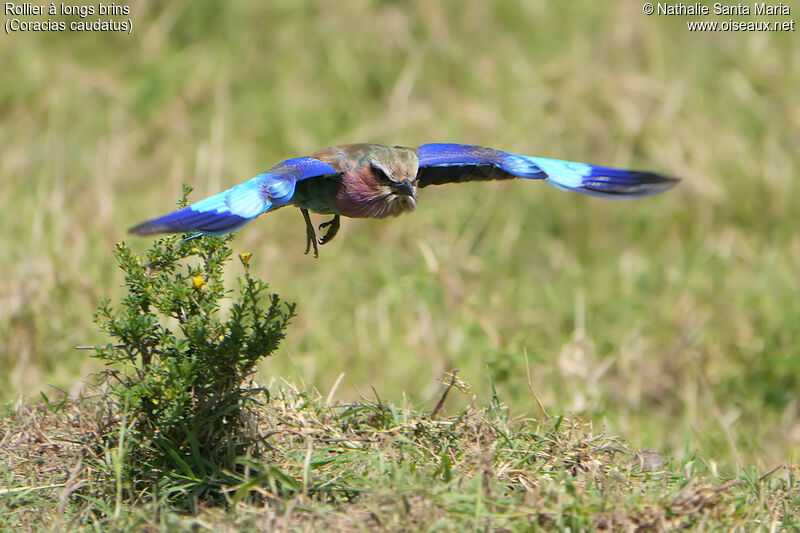 Lilac-breasted Rollerimmature, Flight