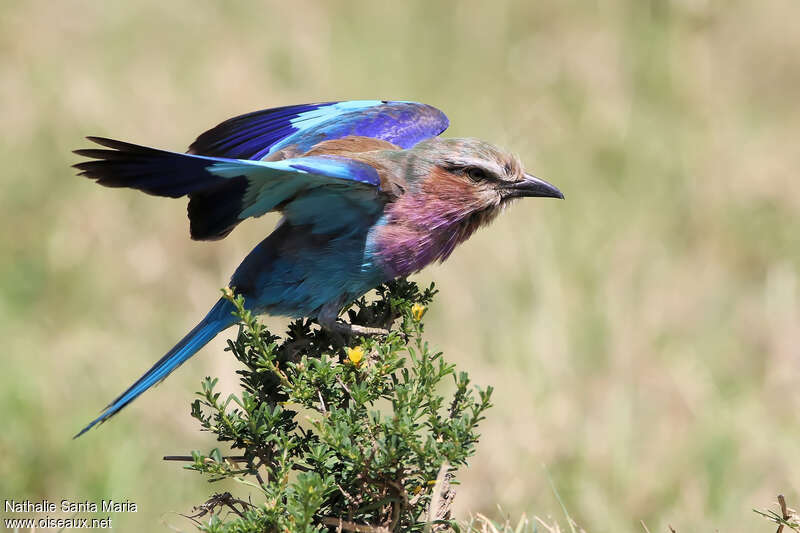 Lilac-breasted Rollerimmature, identification, Behaviour