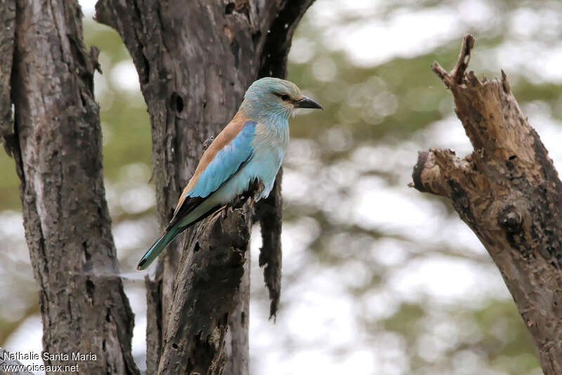 Rollier d'Europeadulte, identification