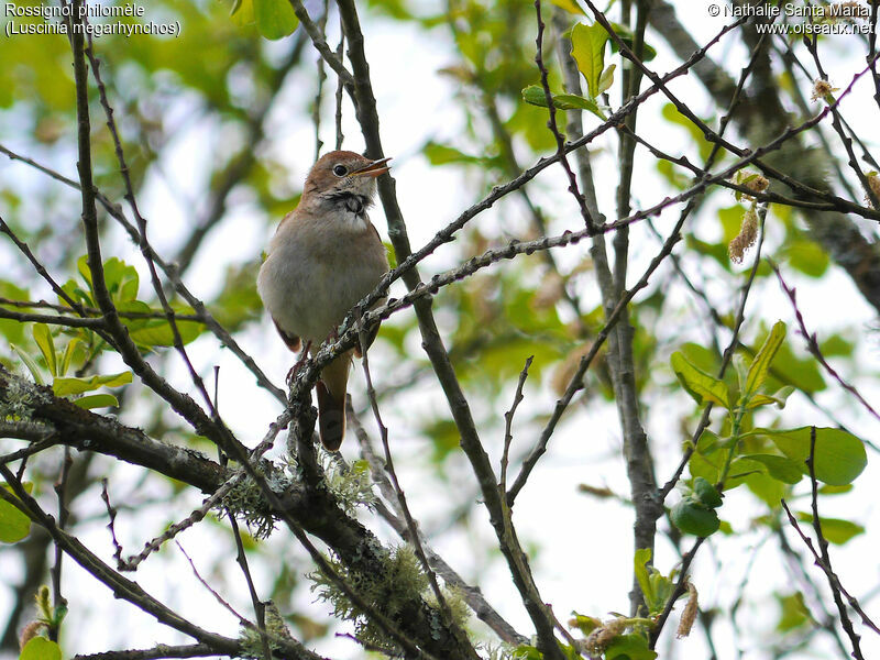 Rossignol philomèle mâle adulte, identification, habitat, chant