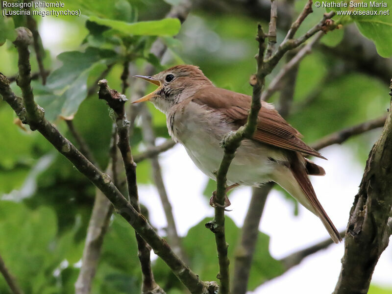 Rossignol philomèle mâle adulte, identification, habitat, chant