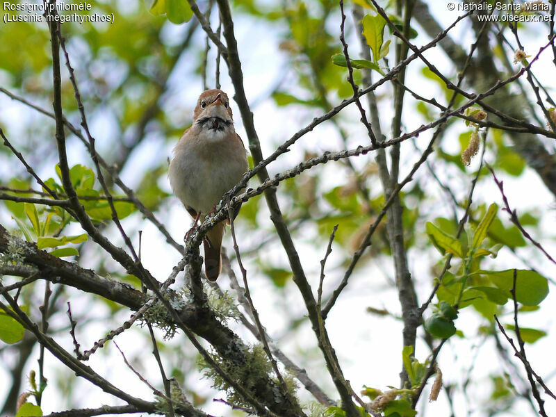 Common Nightingale male adult, identification, habitat, song