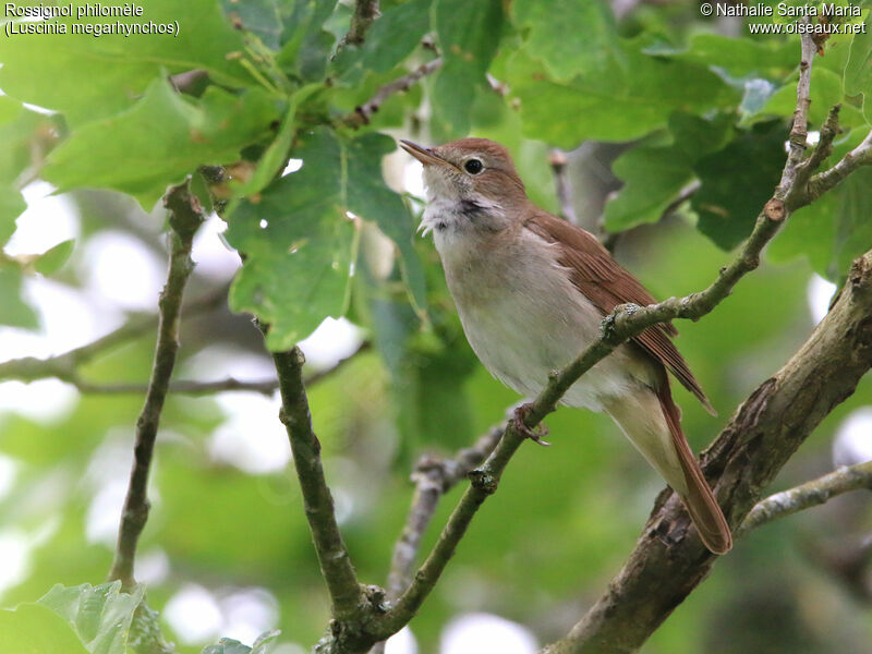 Rossignol philomèle mâle adulte, identification, habitat, chant, Comportement