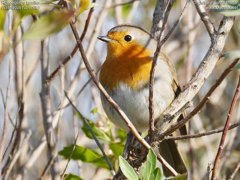 European Robinadult, identification