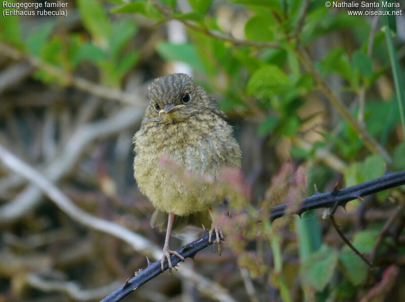 European Robinjuvenile, identification, Behaviour