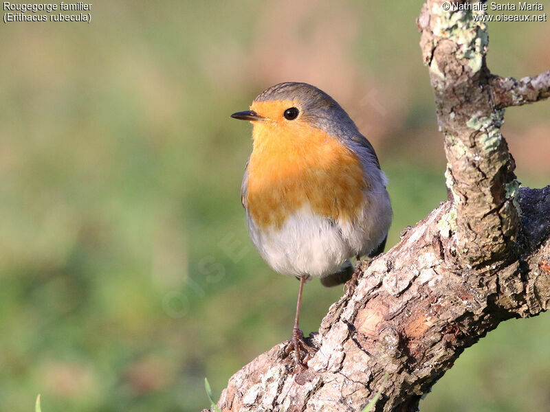 European Robinadult, identification, Behaviour