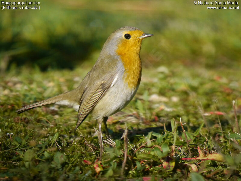 Rougegorge familieradulte, identification, Comportement