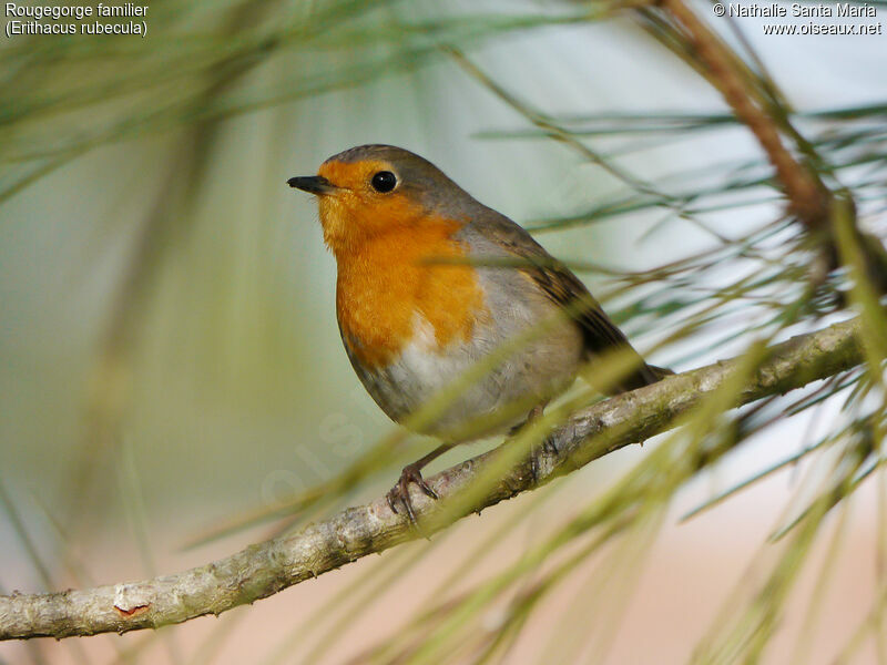 European Robinadult, identification, habitat, Behaviour