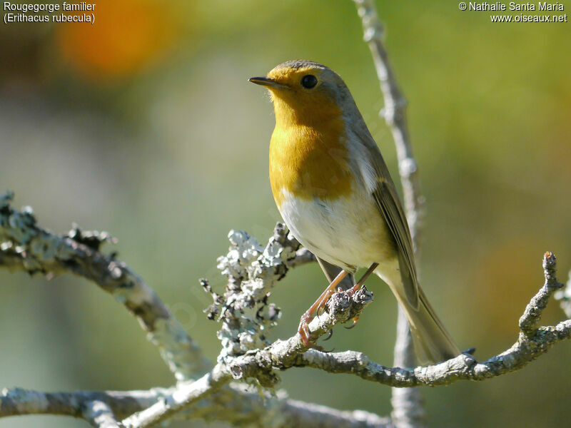 Rougegorge familieradulte, identification, Comportement