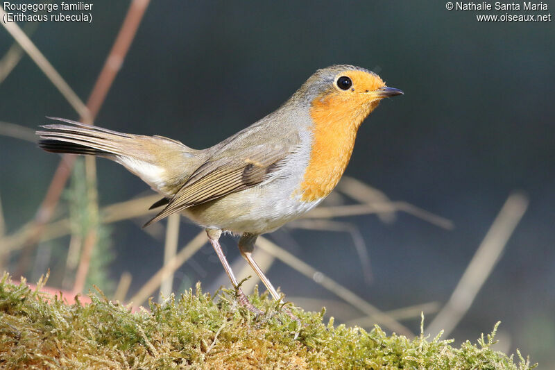 European Robinadult, identification, Behaviour