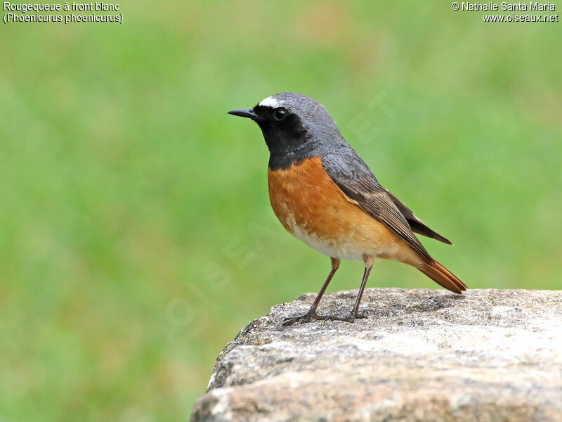 Common Redstart male adult breeding, identification, Behaviour