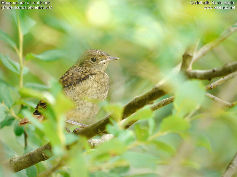 Common Redstartjuvenile, identification, habitat, Behaviour