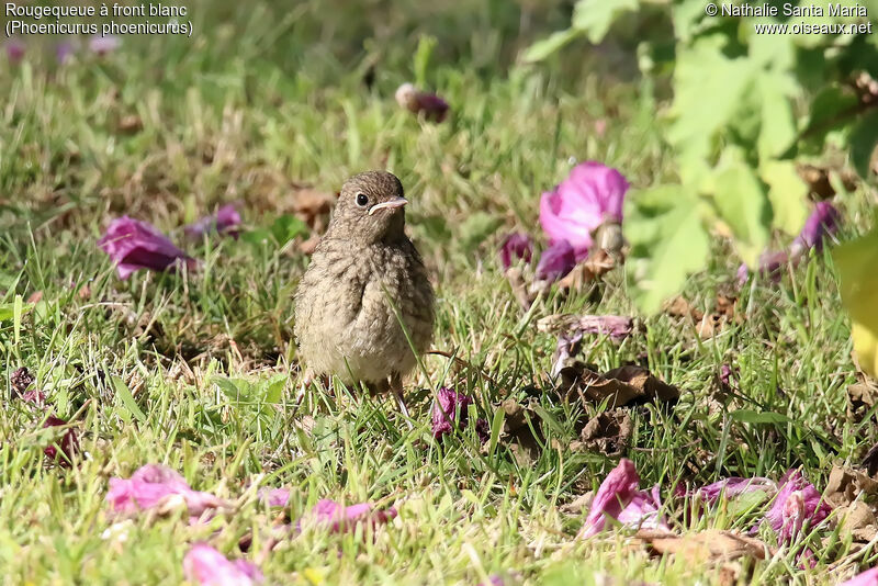 Common RedstartPoussin, identification