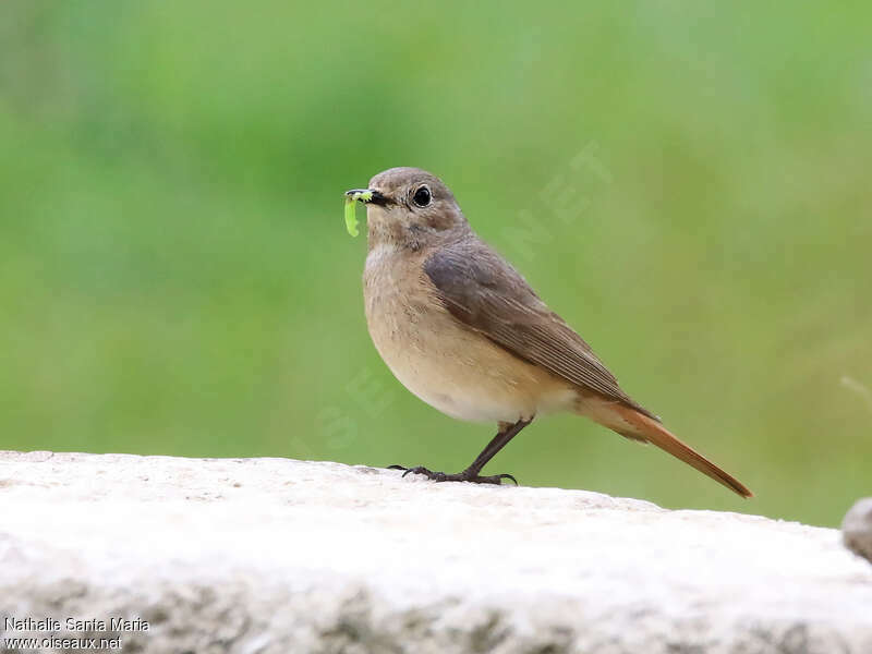 Common Redstart female adult, identification, feeding habits, Reproduction-nesting